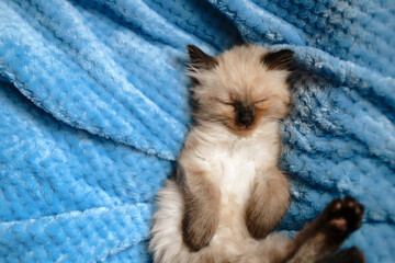 A burmese angora kitten sleeping on a blue cotton blanket with the hind legs up. Vertical photo