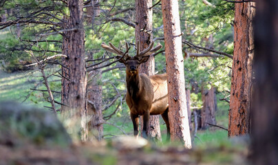 Obraz na płótnie Canvas Elk in velvet
