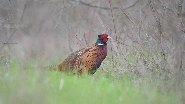 Birds - Common pheasant Phasianus colchicus male