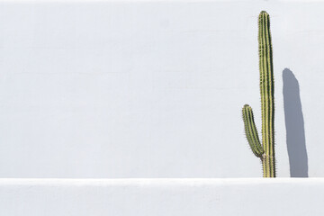 Green Spanish cactus on the white wall background. Minimalistic wallpaper