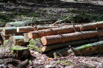 Fototapeta premium Felled wooden trunks of pine trees lie on the ground in the forest. The inner part of the tree trunk with annual rings close-up