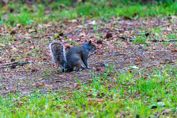 squirrel in the park