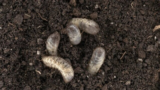 Melolontha beetle larvae (May beetle), family Scarabaeidae. Are pests of fruit and agricultural crops. Used as bait for fishing. Bury themselves in the soil