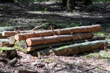 Fototapeta premium Felled wooden trunks of pine trees lie on the ground in the forest. The inner part of the tree trunk with annual rings close-up