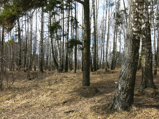 birch grove in early spring in April