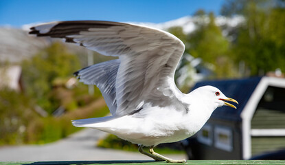 Seagull visit on the porch on a hot summer day in Velfjord,Helgeland,Nordland county,Norway,scandinavia,Europe