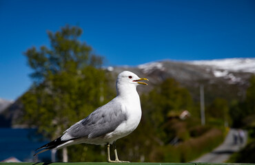 Seagull visit on the porch on a hot summer day in Velfjord,Helgeland,Nordland county,Norway,scandinavia,Europe