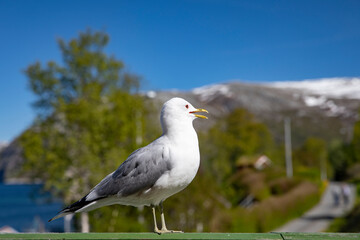 Seagull visit on the porch on a hot summer day in Velfjord,Helgeland,Nordland county,Norway,scandinavia,Europe