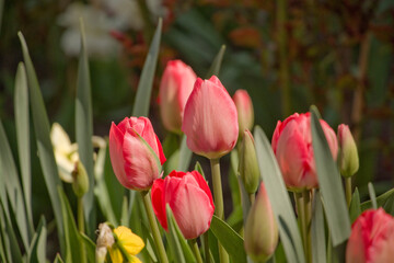 Tulpen