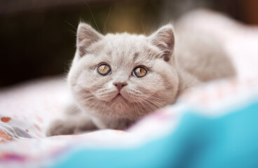 Süße Katzenbabys, Kitten, Britisch Kurzhaar imposant edel und selten.