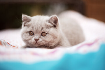 Süße Katzenbabys, Kitten, Britisch Kurzhaar imposant edel und selten.