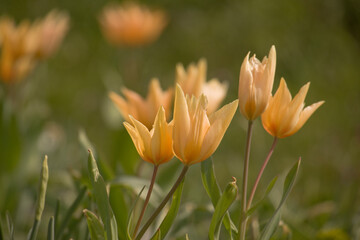 Tulpen