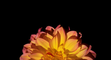 red and yellow dahlia