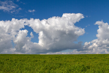 Panorama of a sunny green meadow, on a sunny summer day.Summer landscape.