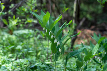 Perennial herbaceous plant Kupena polychlorum Polygonatum multiflorum, Asparagus family Asparagaceae