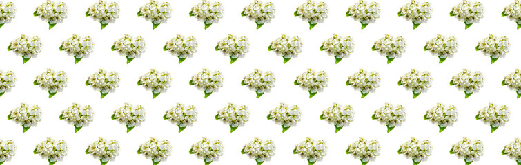 white apple flowers on a white isolated background