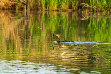 Cormorant Feeding on Fish