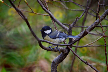 Titmouse on a branch