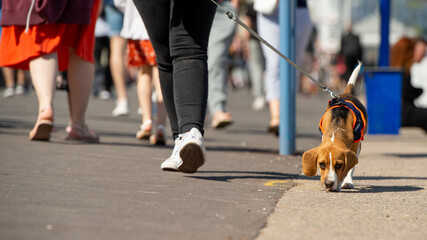 Small domestic dog on a leash for a walk in the city 