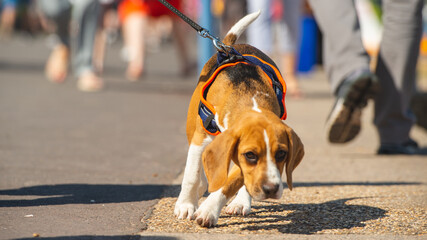 Small domestic dog on a leash for a walk in the city 