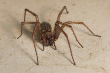 giant house spider Eratigena atrica