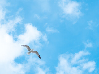 Seagull over the beach