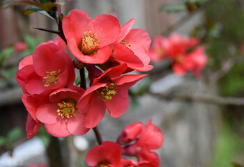 Close-up of camellia red flowers. In nature, Camellia japonica looks like a small tree or shrub. Flowers like roses, thick with high shrub in the flowering period.