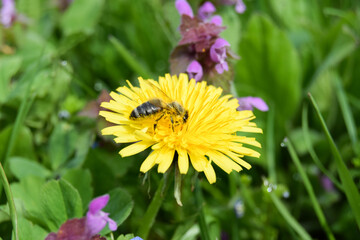 close-up shot of a bee covered with pollen on a bright yellow dandelion flower on green background
