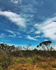 landscape with trees and clouds in Sri Lanka