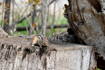 squirrel on a stump