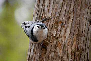 birds