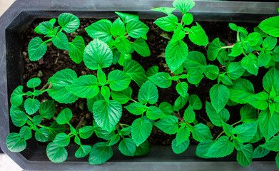 Home green seedlings are planted in the ground in a container
