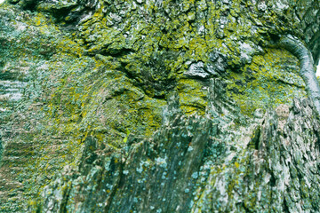 close up of green moss