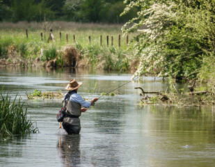 man in chest waders stood in river fly fishing for brown trout on the river Avon, Wiltshire, sunny...