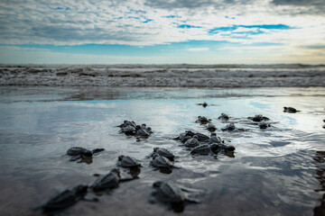 liberación de tortugas en playa blanca, el salvador