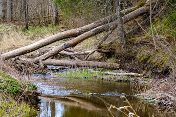 old fallen tree trunk stomp in wild forest