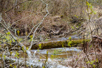calm forest smal lriver with small waterfall from natural rocks