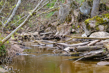 calm forest smal lriver with small waterfall from natural rocks