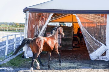 horse on the farm, equestrian and jockey work