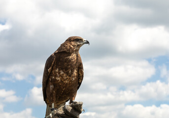 A hunt buzzard bird of prey is sitting on a glove on its arm against a clear sky. Flight safety at airports, dispersal of flocks of birds. Copyspace