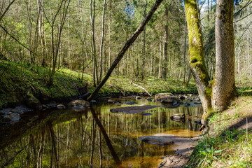 calm forest smal lriver with small waterfall from natural rocks