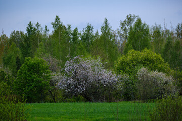 summer countryside fields and forests with blu sky above