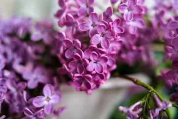 Fototapeta premium small stickbug hiding in purple lilac tree