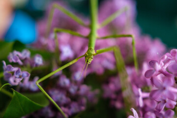 small stickbug hiding in purple lilac tree