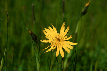 arnica fiore giallo 