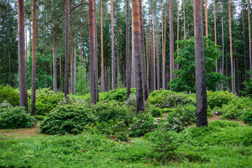 Fototapeta premium abstract tree trunk wall near open field