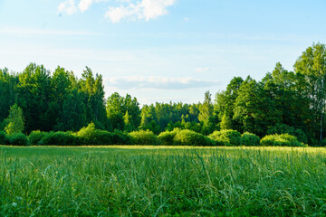 tree branches with leaves and blue sky