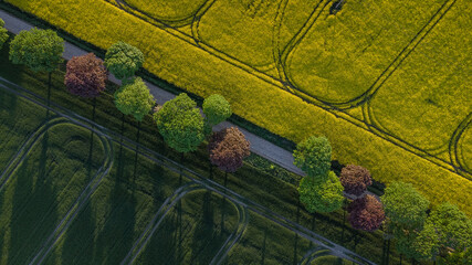 Rapsfeld, Uckermark, Brandenburg, Vogelperspektive