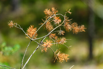 abstract tree branches against blue sky with blur background