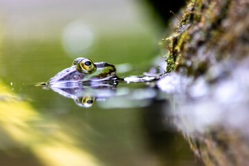 Big green frog in garden pond with beautiful reflection at the water surface shows frog eyes in...